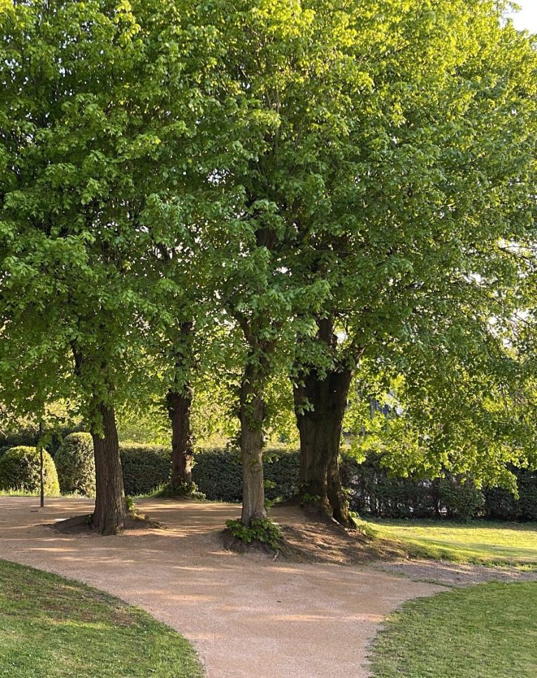 Park Villa von Sayn Blick auf die Lindenformation im Park der Villa von Sayn